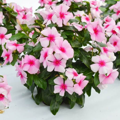 Pacifica XP Peach Vinca Seeds - Ornamental Plant Seeds for Home Gardens