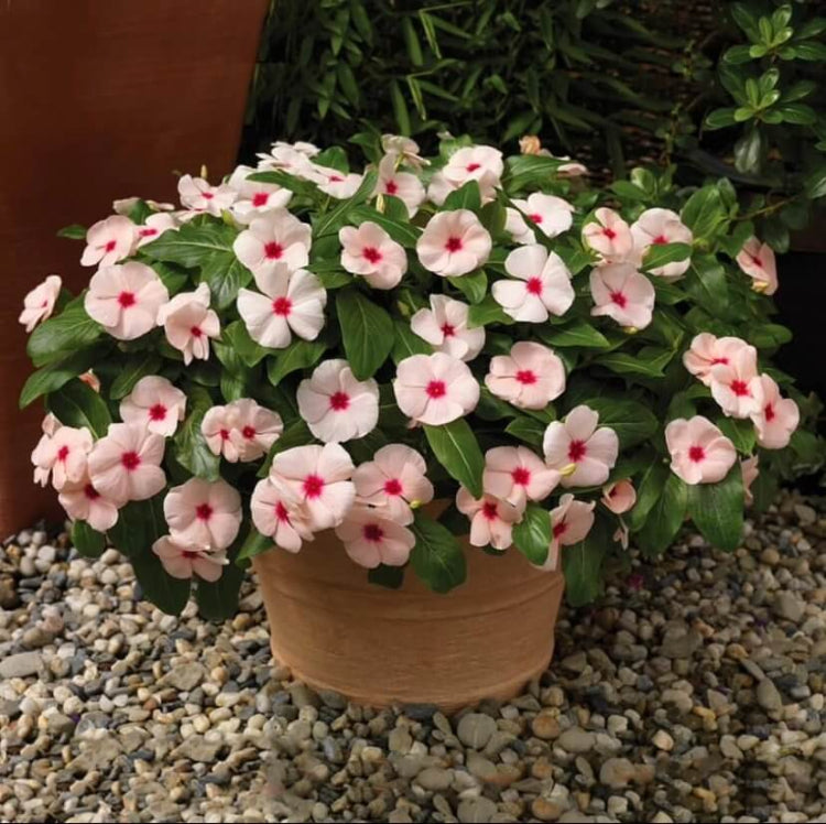 Pacifica XP Peach Vinca Seeds - Ornamental Plant Seeds for Home Gardens