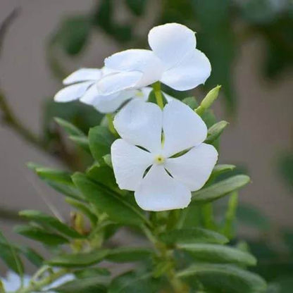 Pacifica XP Polka Dot Vinca Seeds - Ornamental Plant Seeds for Home Gardens