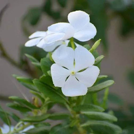 Pacifica XP Polka Dot Vinca Seeds - Ornamental Plant Seeds for Home Gardens