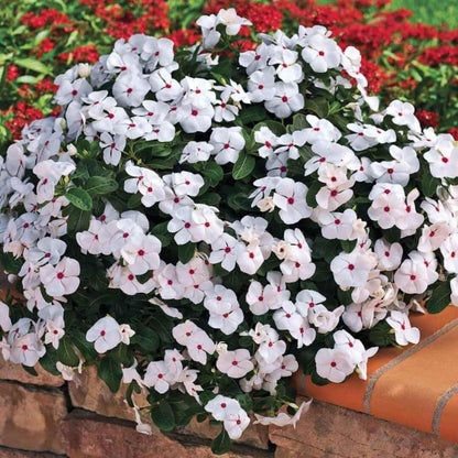 Pacifica XP Polka Dot Vinca Seeds - Ornamental Plant Seeds for Home Gardens