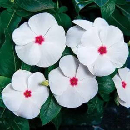 Pacifica XP Polka Dot Vinca Seeds - Ornamental Plant Seeds for Home Gardens