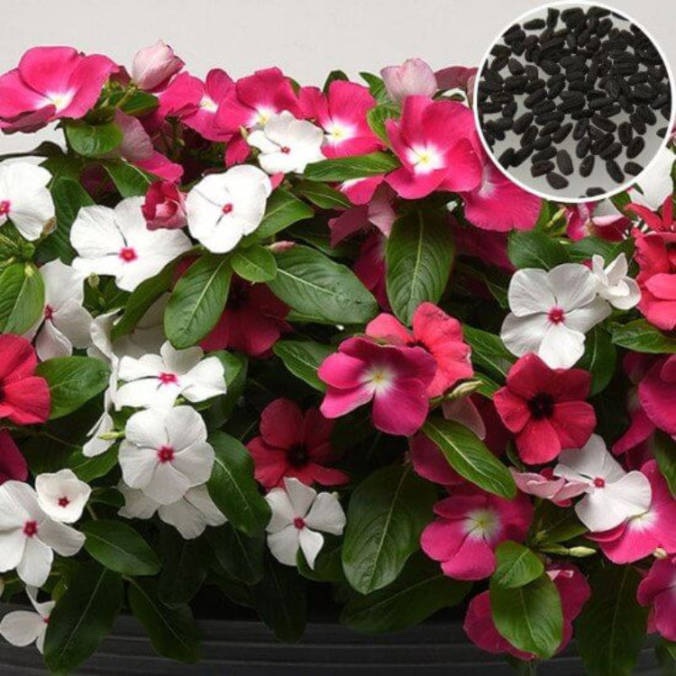 Pacifica XP Punch Vinca Seeds - Ornamental Plant Seeds for Home Gardens