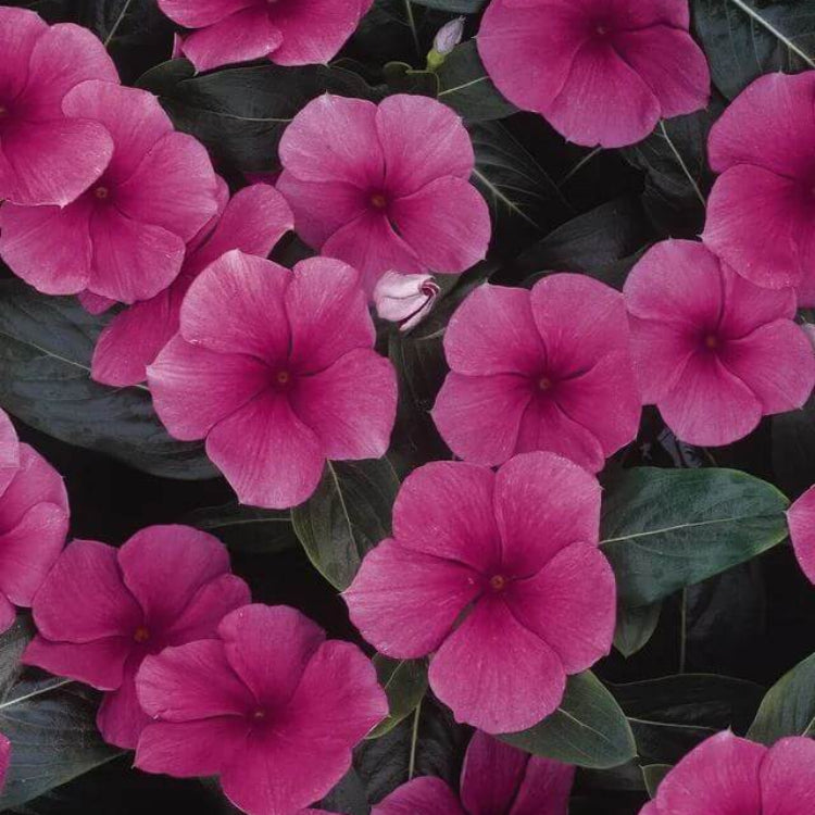 Pacifica XP Punch Vinca Seeds - Ornamental Plant Seeds for Home Gardens