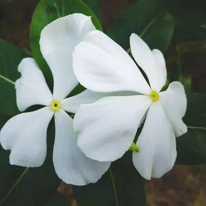 Pacifica XP Pure White Vinca Seeds - Ornamental Plant Seeds for Home Gardens