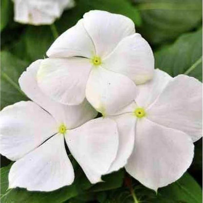 Pacifica XP Pure White Vinca Seeds - Ornamental Plant Seeds for Home Gardens