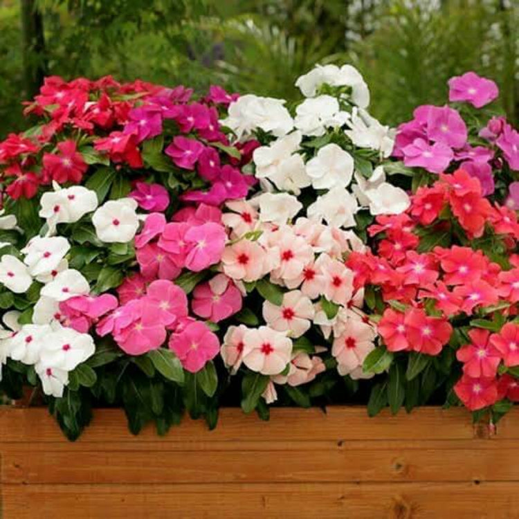 Pacifica XP Raspberry Vinca Seeds - Ornamental Plant Seeds for Home Gardens
