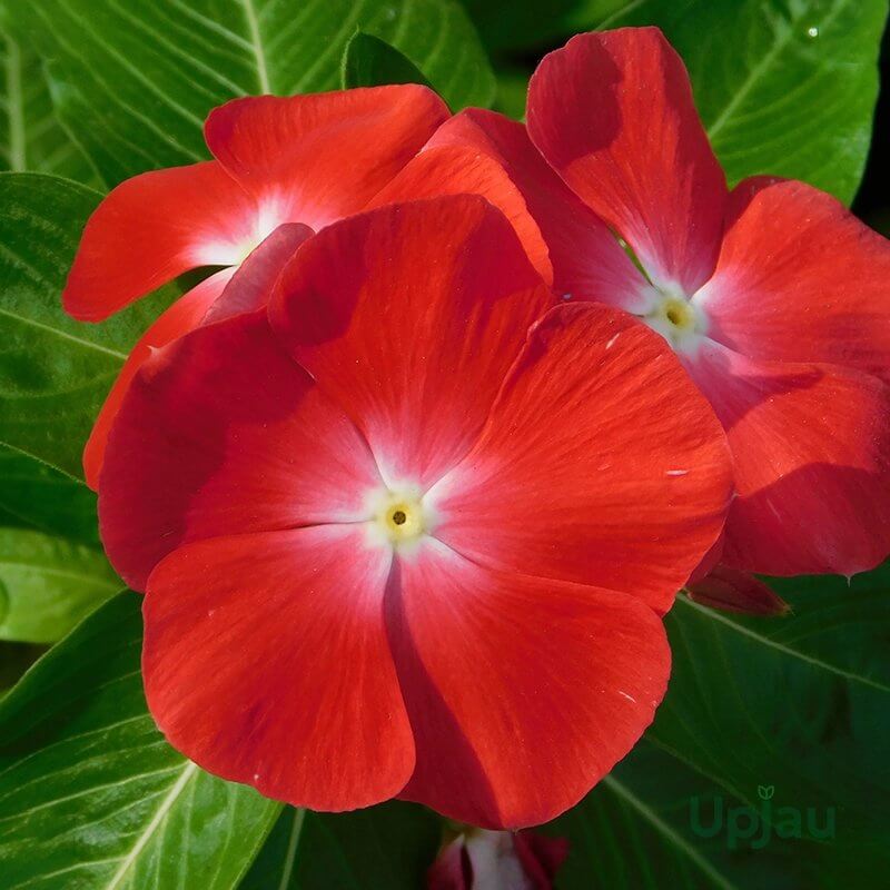 Pacifica XP Red Vinca Seeds - Ornamental Plant Seeds for Home Gardens