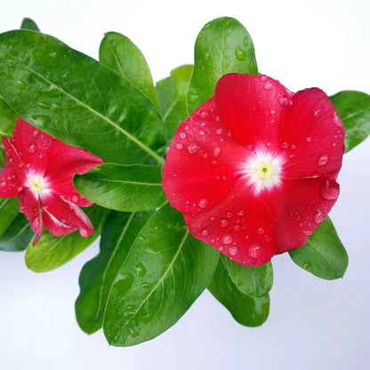 Pacifica XP Red Vinca Seeds - Ornamental Plant Seeds for Home Gardens