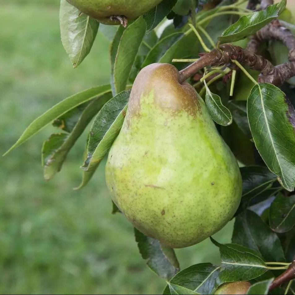 Packham’s Triumph Pear Seeds