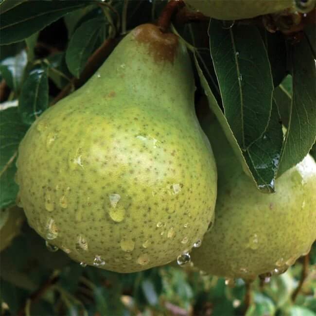 Packham’s Triumph Pear Seeds