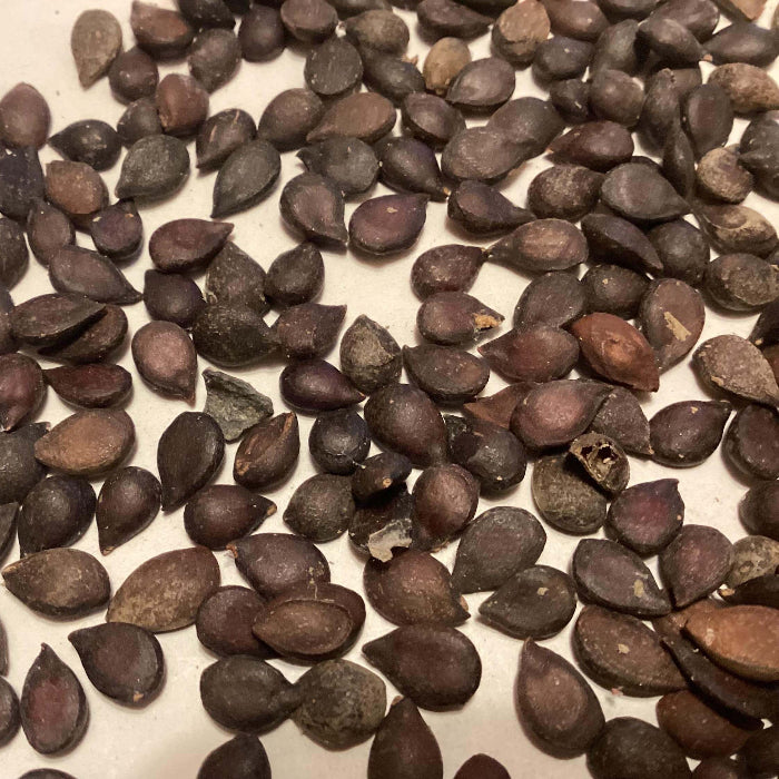 Packham’s Triumph Pear Seeds