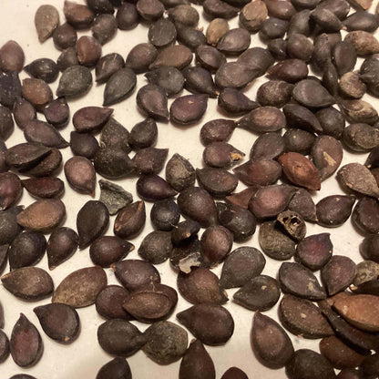 Packham’s Triumph Pear Seeds