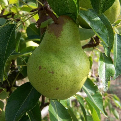 Packham’s Triumph Pear Seeds