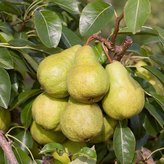 Packham’s Triumph Pear Seeds