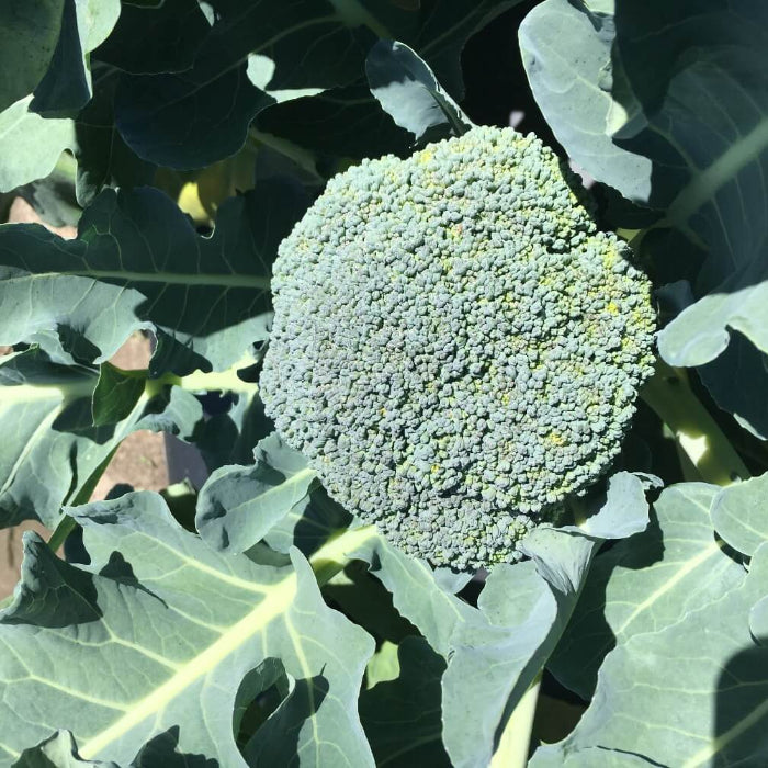 Packman broccoli seeds - Vegetable Plant