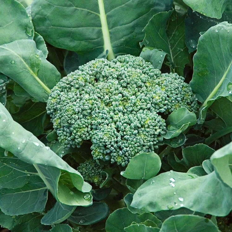 Packman broccoli seeds - Vegetable Plant