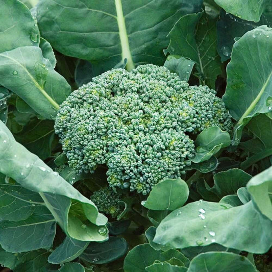 Packman broccoli seeds - Vegetable Plant