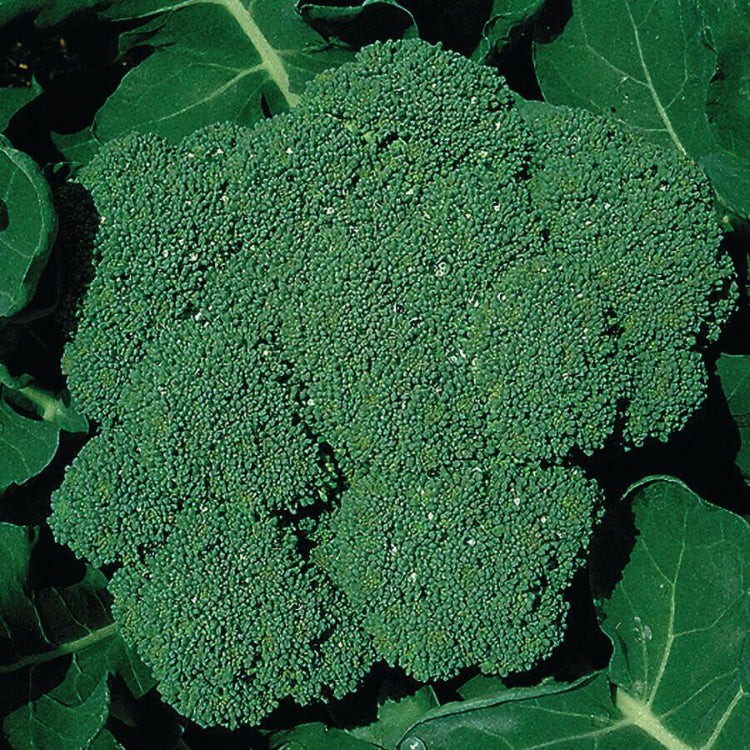 Packman broccoli seeds - Vegetable Plant