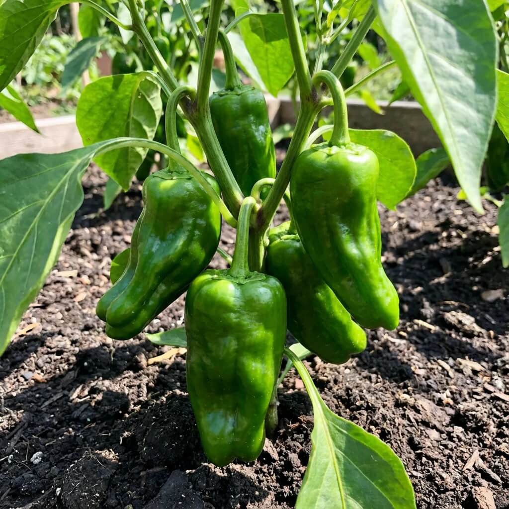 Padron Pepper Seeds