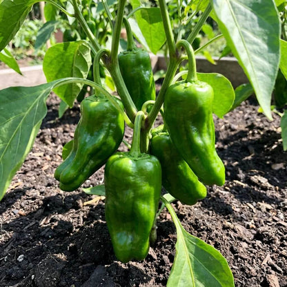 Padron Pepper Seeds