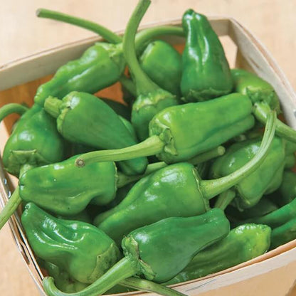 Padron Pepper Seeds
