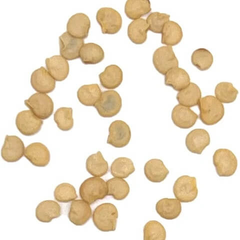 Padron Pepper Seeds