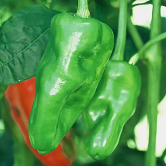 Padron Pepper Seeds  - Vegetable Plant
