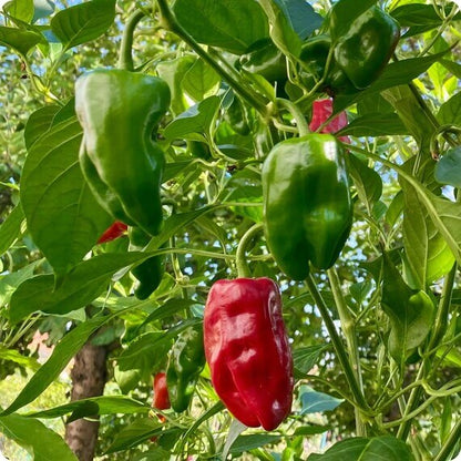Padron Pepper Seeds  - Vegetable Plant