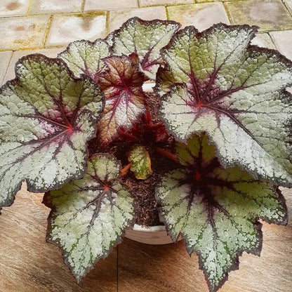 Painted Begonia Seeds