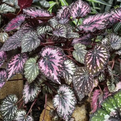 Painted Begonia Seeds