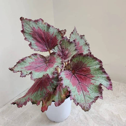 Painted Begonia Seeds
