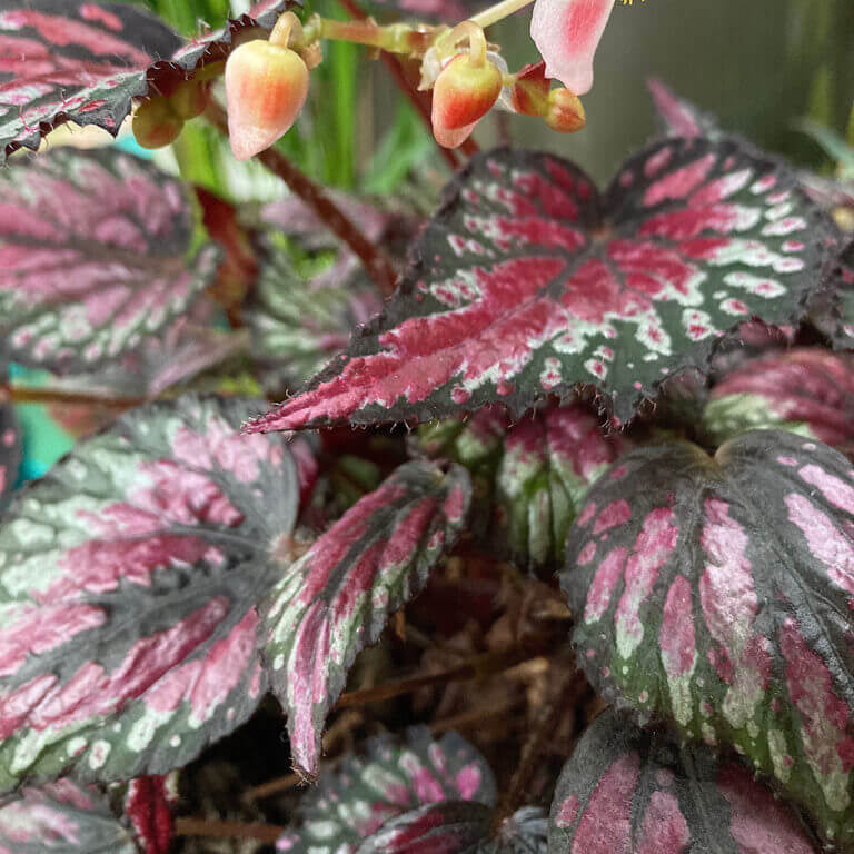 Painted Begonia Seeds