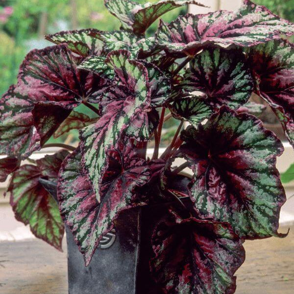 Painted Begonia Seeds