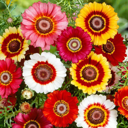 Painted Daisy Seeds - Flower Plant