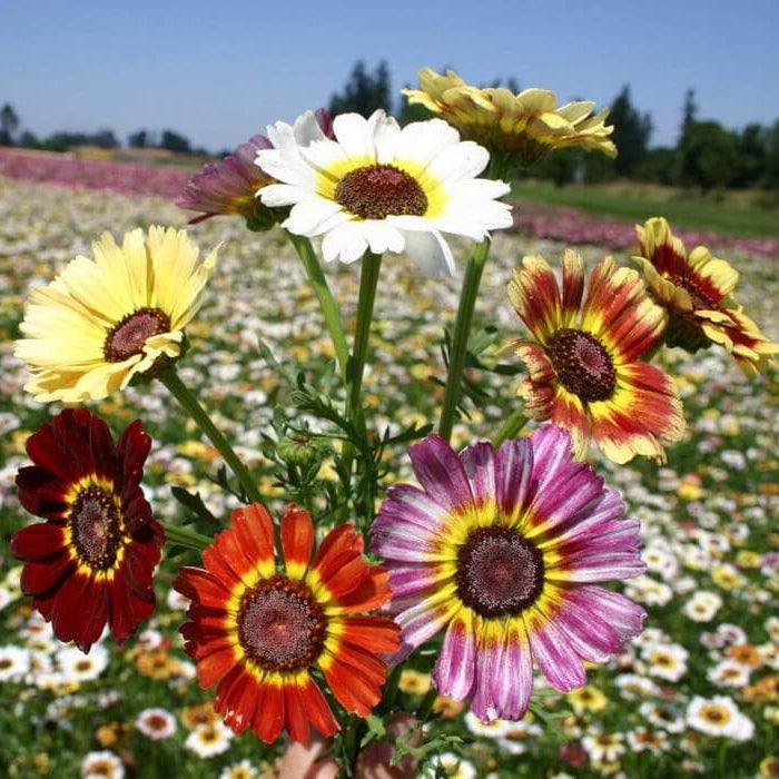 Painted Daisy Seeds - Flower Plant
