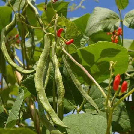 Painted Lady Runner Bean Seeds