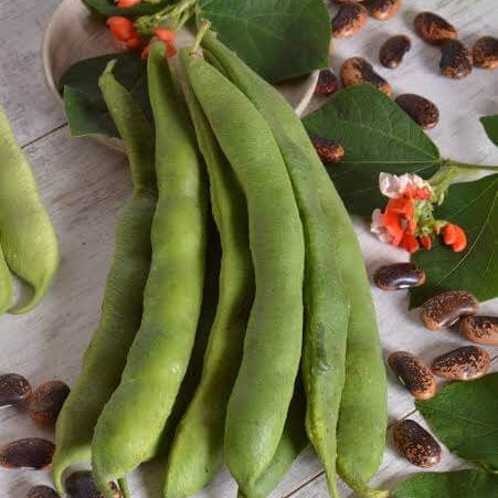 Painted Lady Runner Bean Seeds
