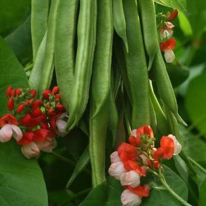 Painted Lady Runner Bean Seeds