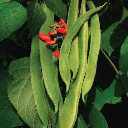 Painted Lady Runner Bean Seeds