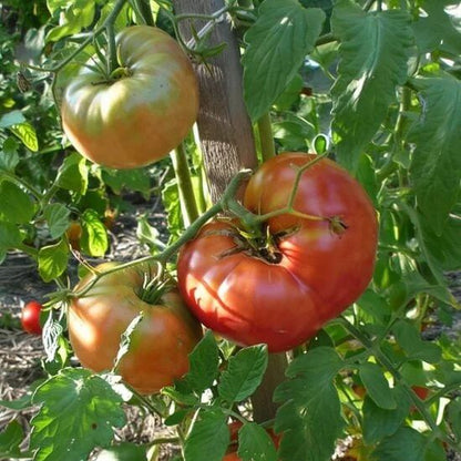 Paisano Tomato Seeds - Heirloom Vegetable Plant for Home Gardens