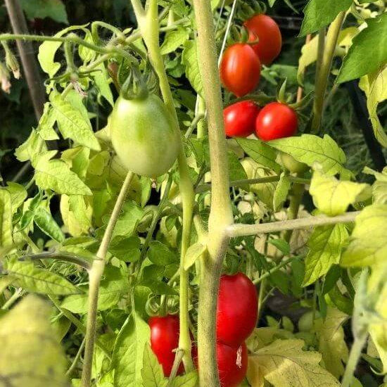 Paisano Tomato Seeds - Heirloom Vegetable Plant for Home Gardens