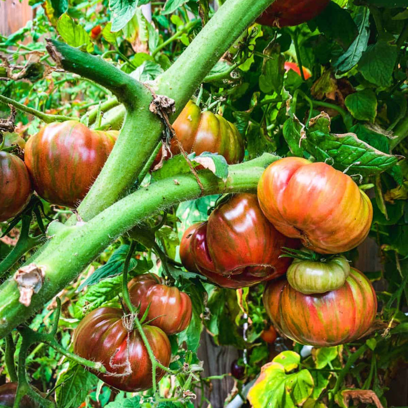 Paisano Tomato Seeds - Heirloom Vegetable Plant for Home Gardens