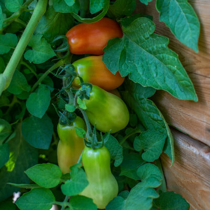 Paisano Tomato Seeds - Heirloom Vegetable Plant for Home Gardens