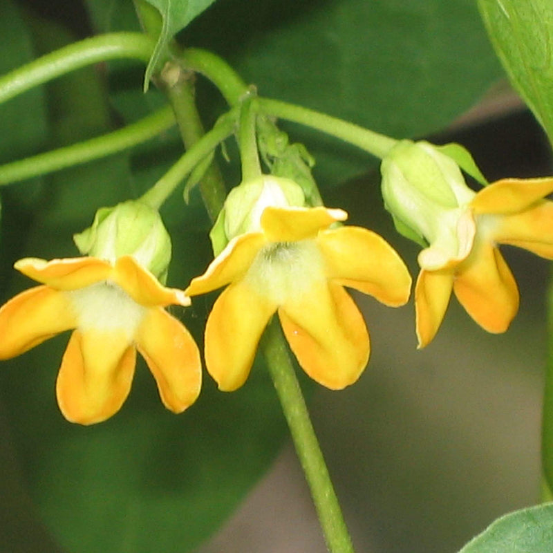 Pakalana Tree Seeds - Ornamental Plant for Home Gardens