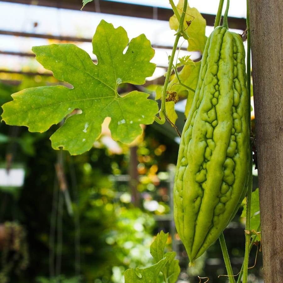 Pale Green Bitter Gourd Seeds