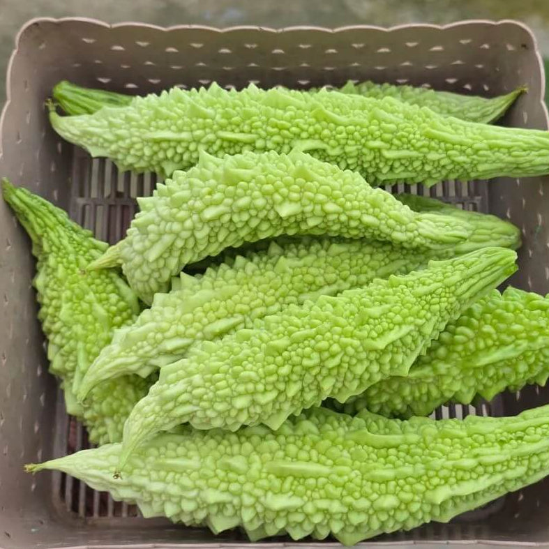 Pale Green Bitter Gourd Seeds