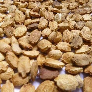 Pale Green Bitter Gourd Seeds