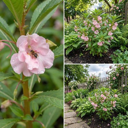 Pale Pink Balsam Camellia Seeds
