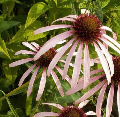 Pale Purple Coneflower Seeds - Flower Plant